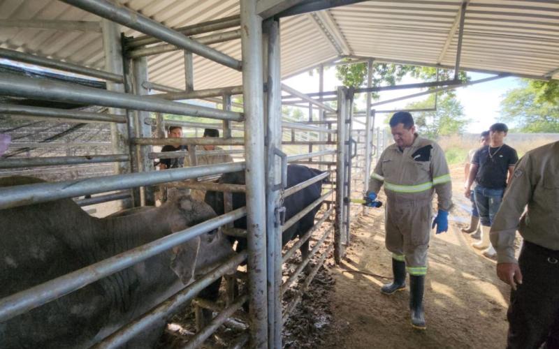 Ministra Rivera Dávila supervisa corrales de inspección para el control del Gusano Barrenador