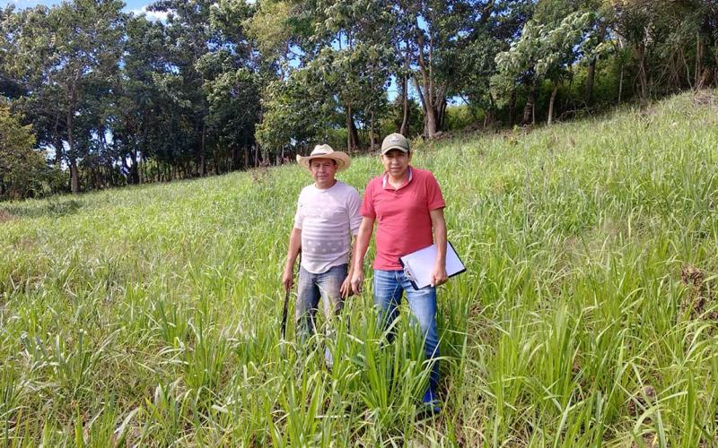 Pastos mejorados contribuyen a una ganadería más productiva y sostenible