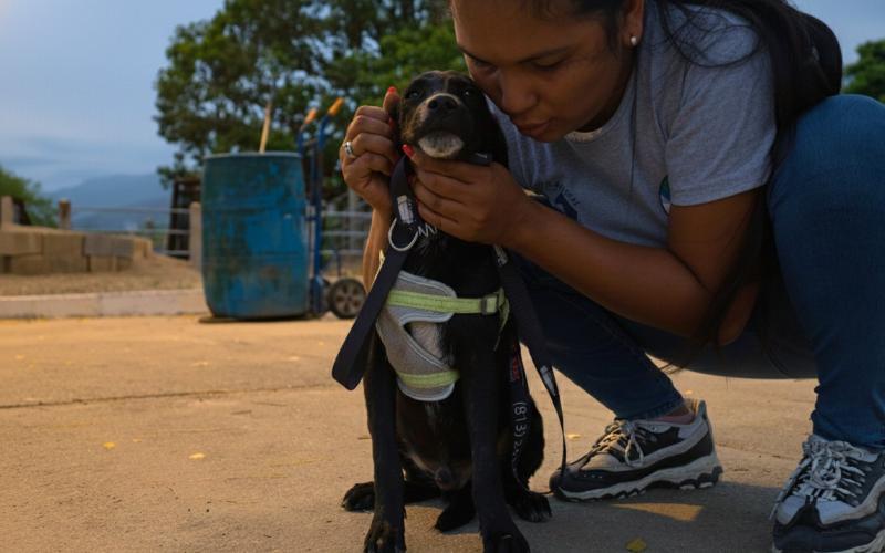 Proteja a las mascotas durante la Quema del Diablo