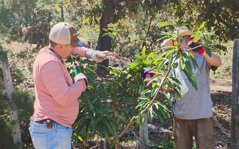 Apoyan a productores de cítricos y mango en Zacapa con asistencia técnica