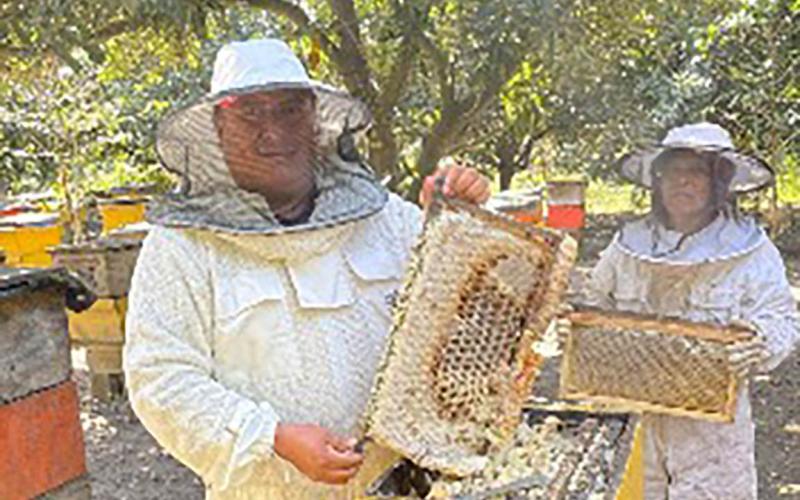 Asistencia técnica impulsa la producción de miel en Chimaltenango y San Marcos