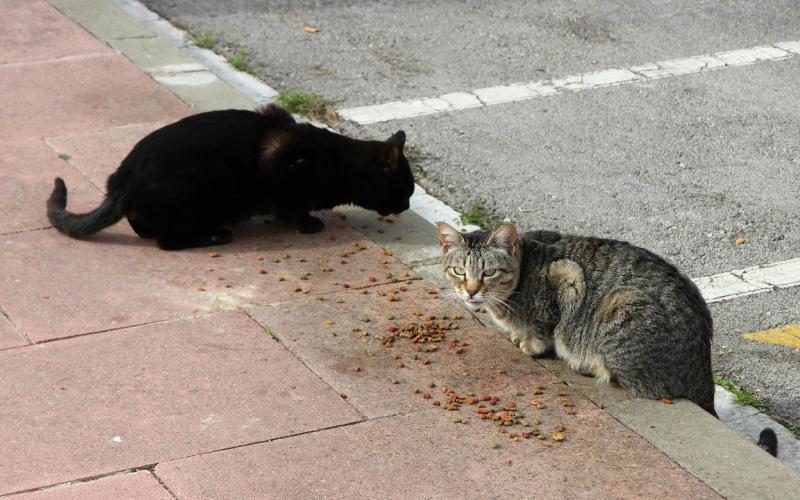 Conozca qué es la Panleucopenia Felina y cómo prevenirla