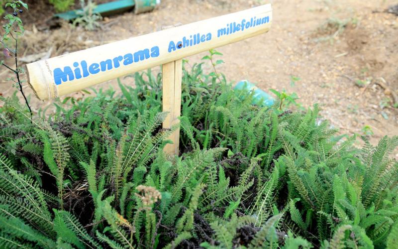 Cultivar plantas medicinales une la agricultura familiar, la salud y el bienestar comunitario