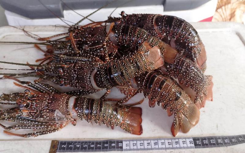 Decretan veda de la langosta del Caribe para proteger la especie y fomentar el consumo responsable