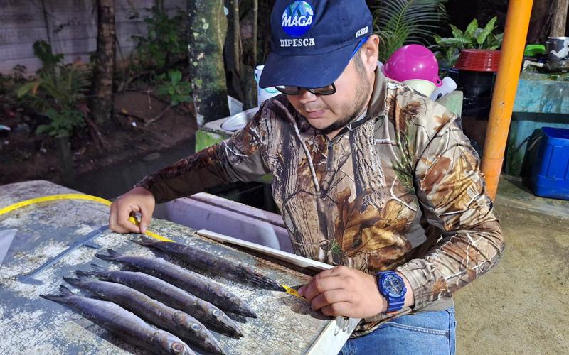 Inicia monitoreo biológico de langosta para fortalecer la gestión pesquera