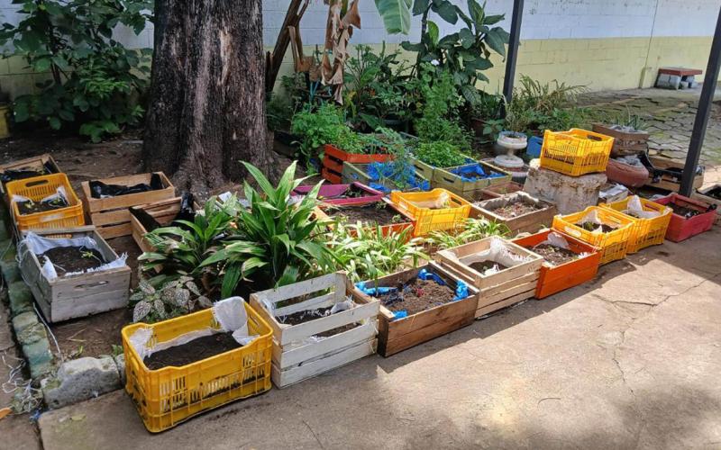 La alternativa sostenible para producir alimentos en casa son los huertos urbanos