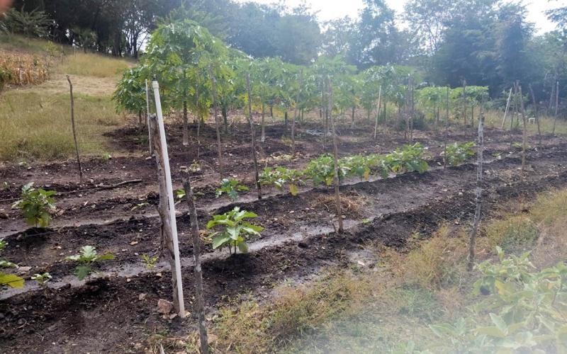 Potenciar producciones es el objetivo de la asistencia técnica brindada en huerto comunal de Zacapa 