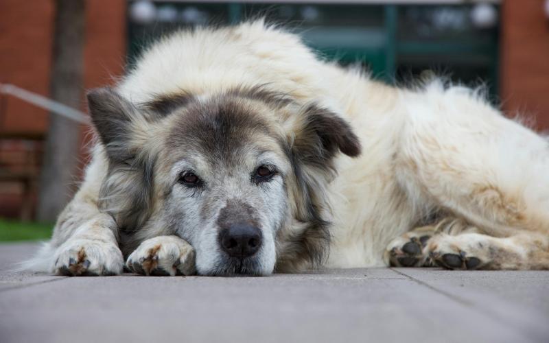 Proteja la salud de los perros mayores durante el frío
