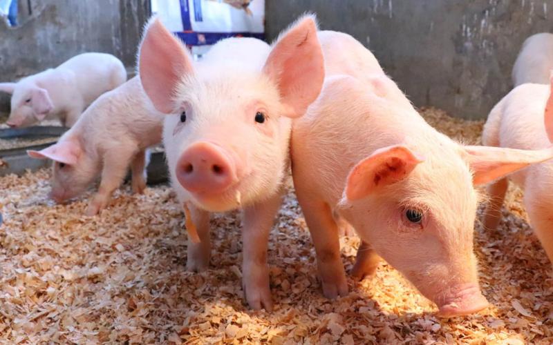 Realizadas más de 115 mil muestras de laboratorio que fortalecen la sanidad animal