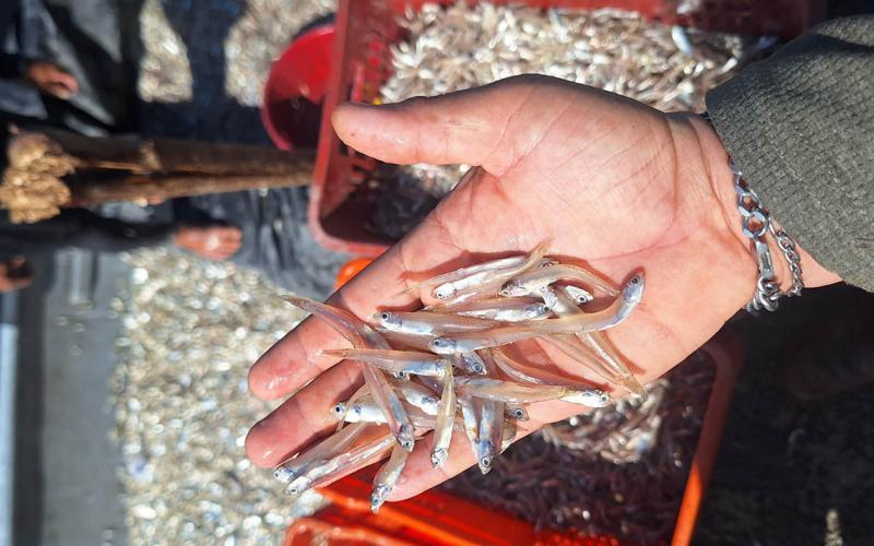 Realizan primera jornada del año para recolectar datos biológicos de la pesca comercial