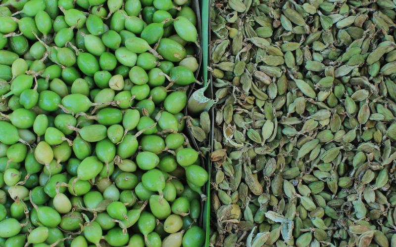 De la finca al mercado: el cardamomo, motor de desarrollo y bienestar