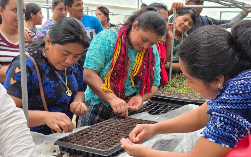 Fortalecen la producción de hortalizas en Cubulco mediante el manejo de piloneras