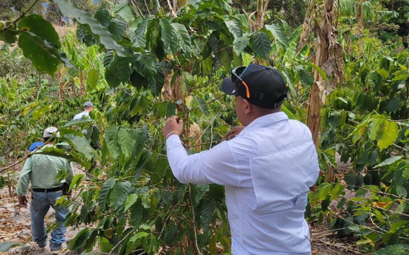 Impulsan competitividad del café en Chiquimula