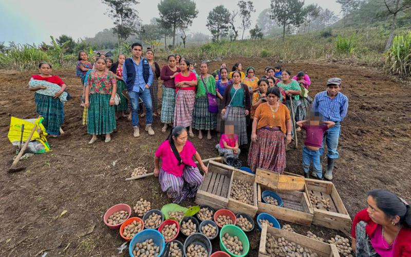 Impulsan el cultivo de papa en San Pedro Carchá