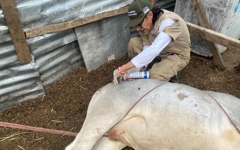 Inspeccionan más de seis mil animales en una semana en controles de Gusano Barrenador