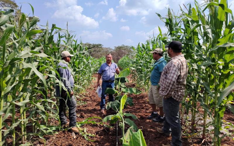 Práctica agrícola en asocio consolida rendimiento del maíz híbrido