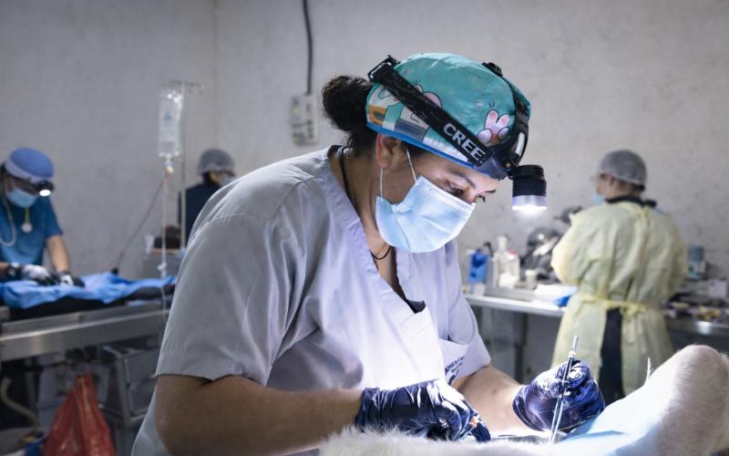 Esterilizar: un acto de responsabilidad y protección
