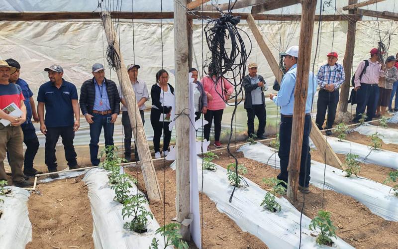 Productores de Tejutla aprenden a reducir la vulnerabilidad en la producción de tomate