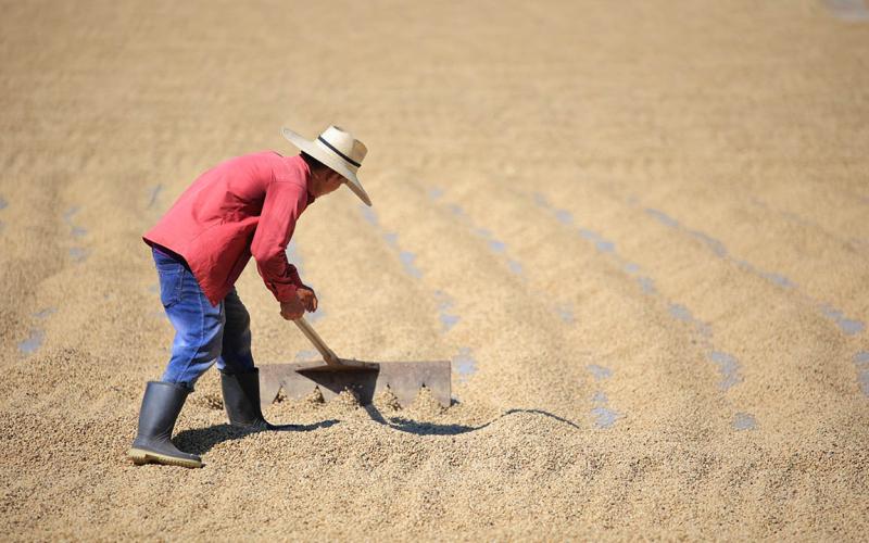 El secado al sol preserva la calidad del café guatemalteco