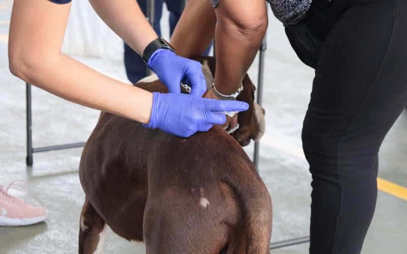 Promueven el bienestar animal en Fraijanes