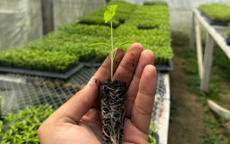 Mejoran manejo de pilones y hortalizas en centro productivo de Flores