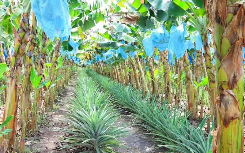Producción para autoconsumo gana terreno como estrategia de seguridad alimentaria