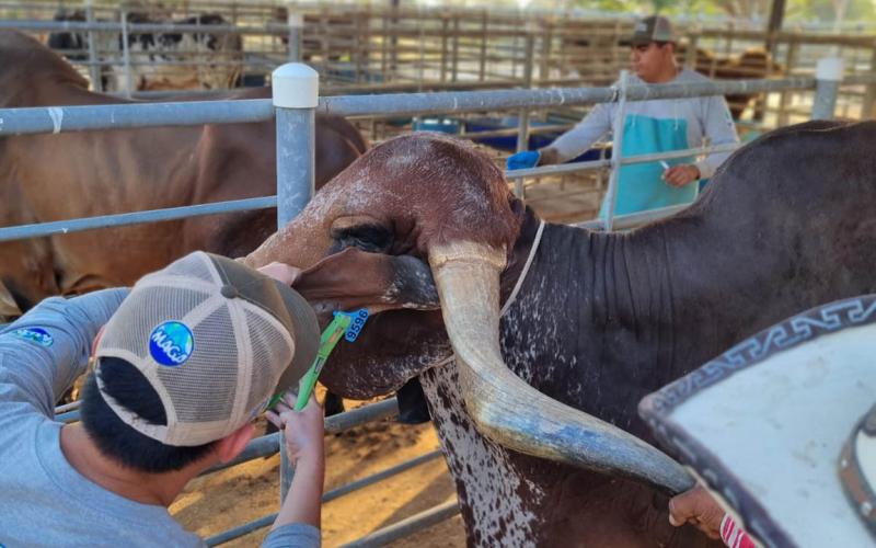 Trazabilidad bovina avanza con identificación de 456 animales de Santa Rosa y Quiché