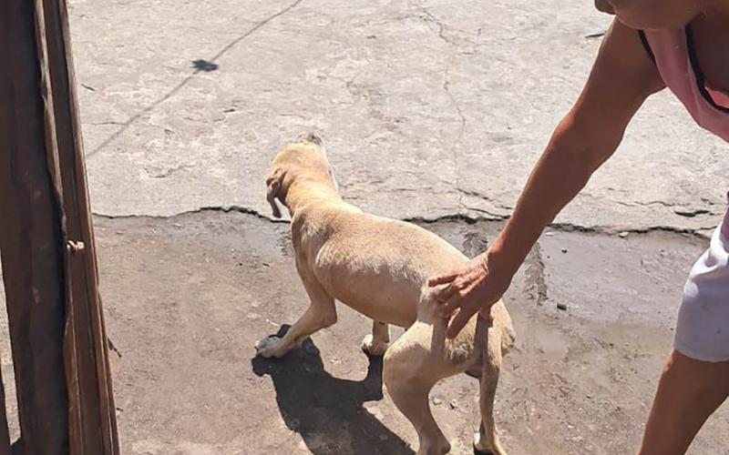 UBA verifica estado de salud de canino tras difusión de video en redes