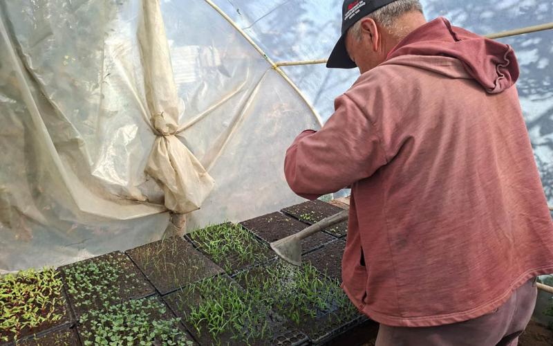 Nutrición foliar mejora el desarrollo de plántulas 