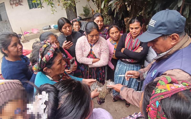 Vacunación preventiva optimiza sanidad avícola en Quetzaltenango