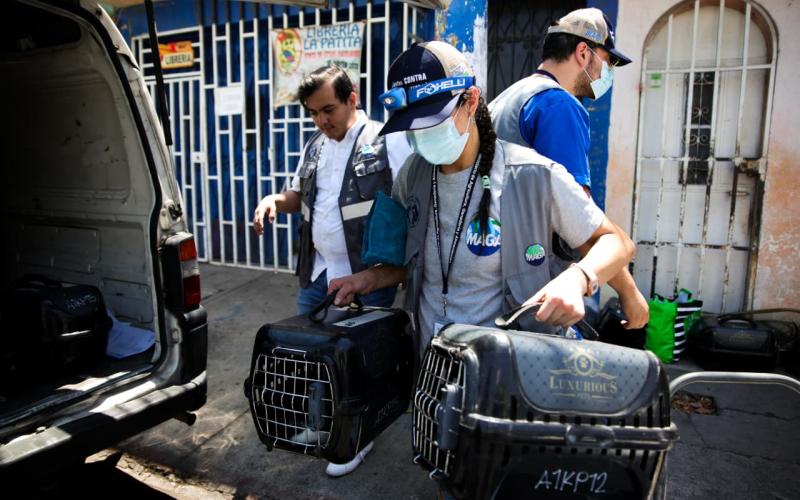 De condiciones precarias a un refugio seguro 16 gatos rescatados por la UBA