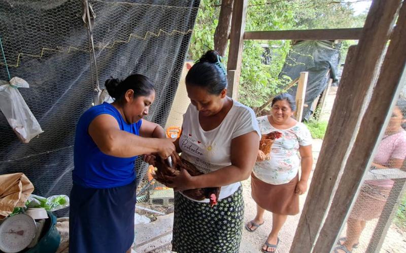 Protegen a gallinas ponedoras de CADER en Petén