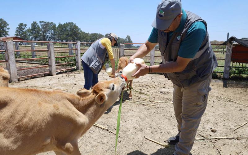 Verifican cumplimiento de medidas y atienden casos en granja de la USAC