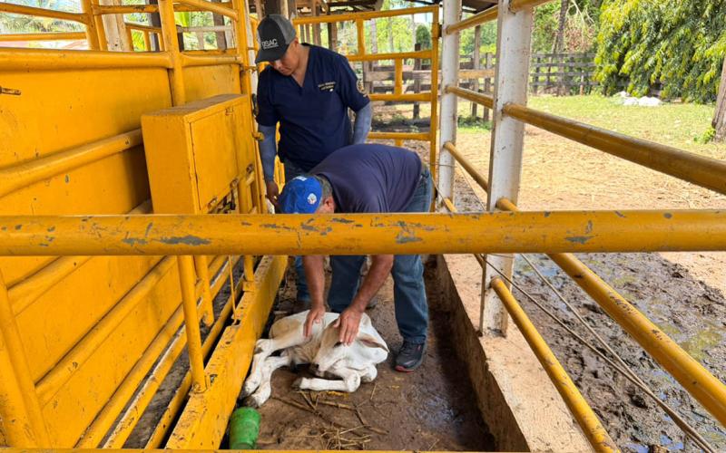 Vigilancia activa y acciones de prevención del Gusano Barrenador en Poptún