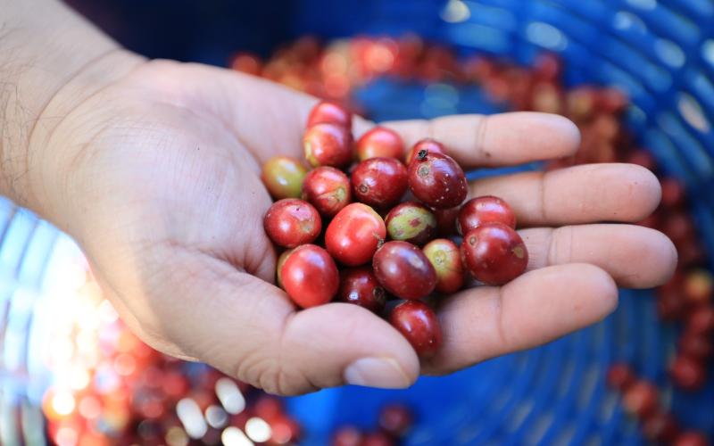 Productores posicionan café guatemalteco en vitrina internacional Coffee Trade 2026