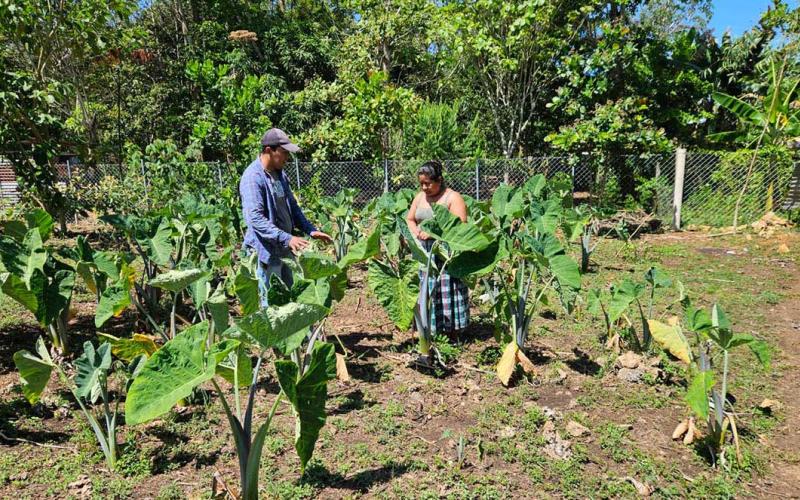 Impulsan cultivos nativos en Petén