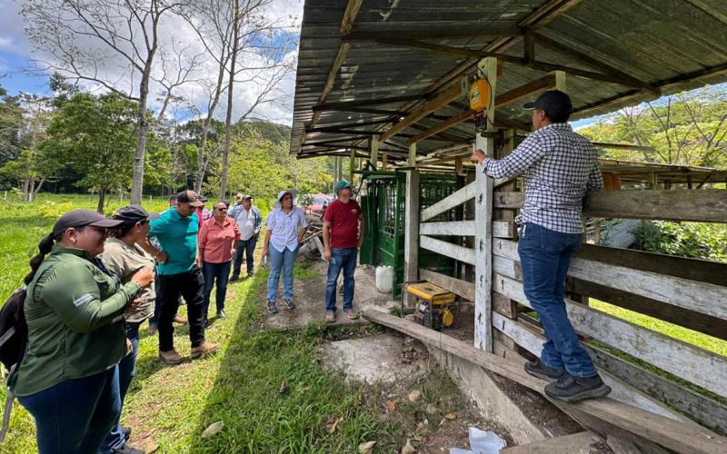 Intercambio de experiencias promueve la ganadería sostenible en Petén