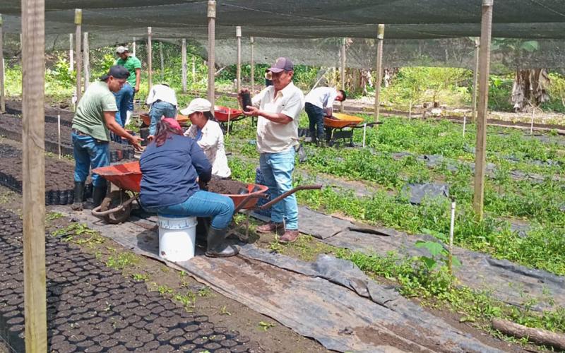 Fortalecen la producción forestal en Petén