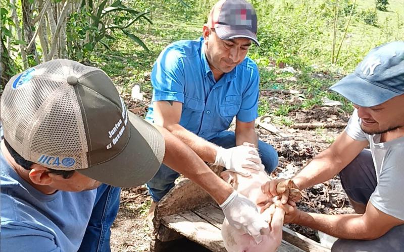 Fortalecen la producción porcina en Santa Ana