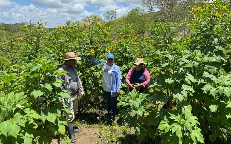 Productores transforman su finca con modelo de ganadería sostenible 