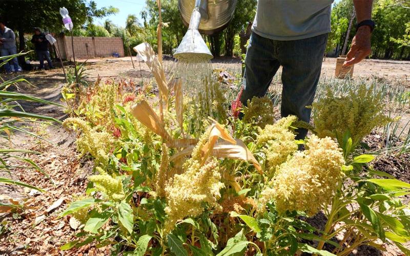 Diccionario Agrícola: Plantas Nativas