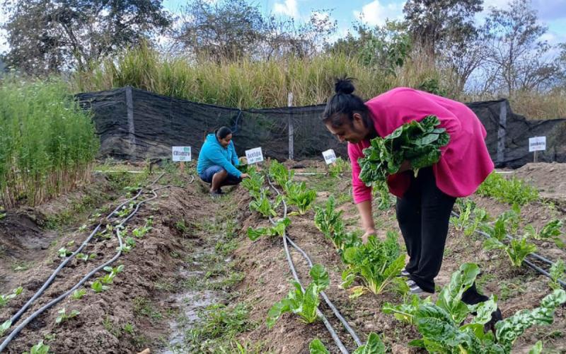 Conozca cómo cultivar acelga en casa