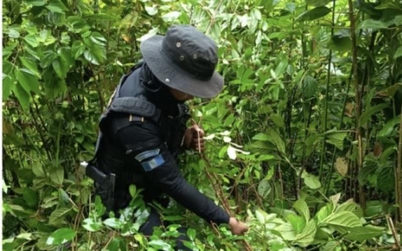 Operativo antinarcótico permite erradicar 3,300 arbustos de coca