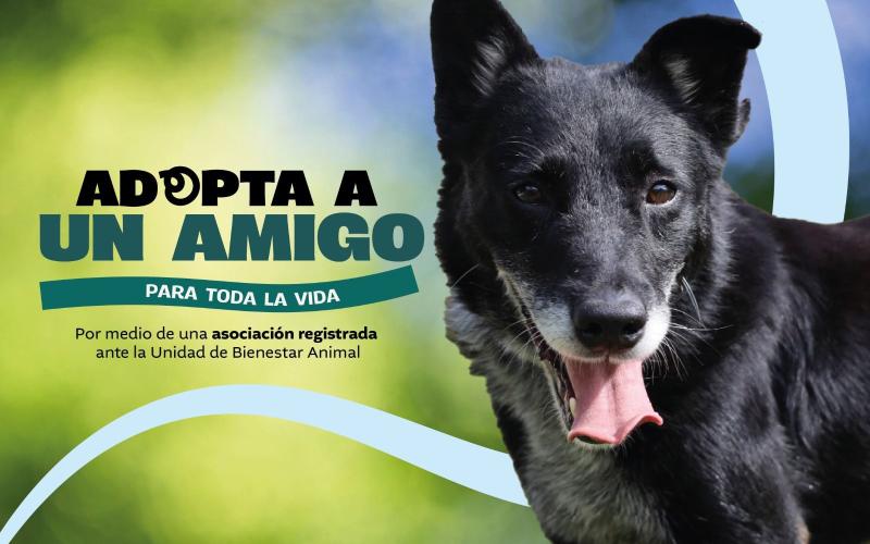 Una adopción responsable transforma vidas
