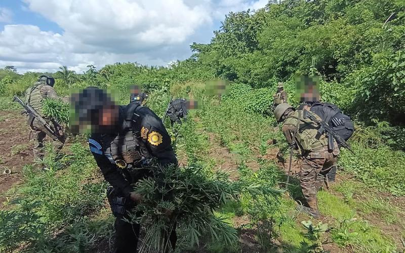 Erradicación de cultivos de marihuana supera los Q25 millones