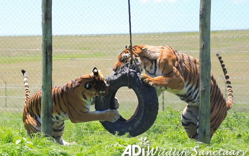 De los circos a los santuarios, la nueva vida de 20 grandes felinos