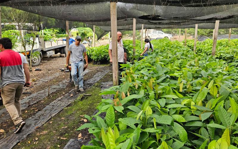 Entregan plantas de cacao para fortalecer la producción en San Luis, Petén