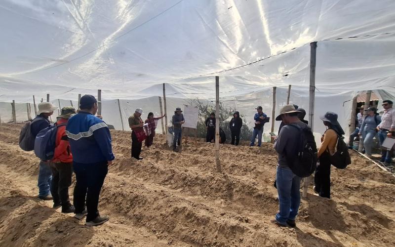 Fortalecen capacidades técnicas para impulsar la producción de tomate en Huehuetenango
