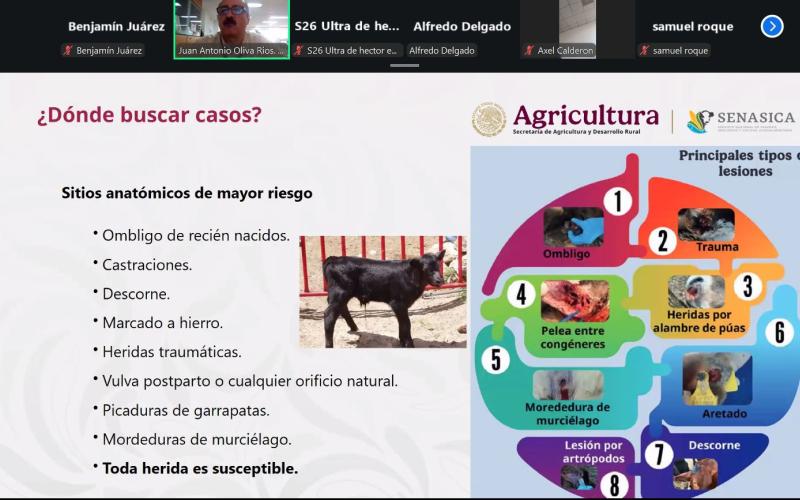 Fortalecen vigilancia para detectar el Gusano Barrenador de forma temprana