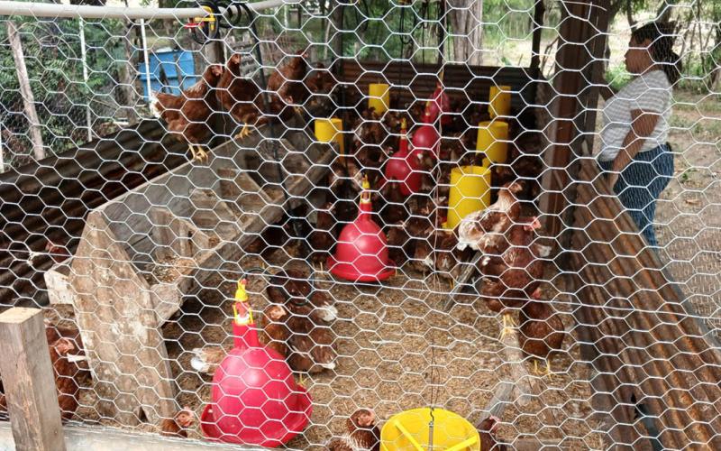 Impulsan producción de aves de postura y cultivo de rosa de Jamaica en Zacapa